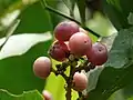 Ripe berries