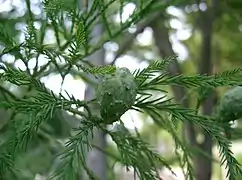 Unripe cone