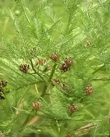 Ripe cones