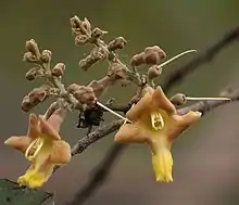 Gamhar (Khamara in Hindi, Kulimavu in Kannada, Mara and Shivani in Kashmiri, शिवान् in Marathi) -- Gmelina arborea