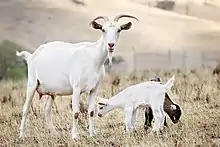 Image 41Goat family with one-week-old kid (from Livestock)