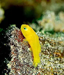 Among goby species, small coral reef-dwelling fishes, is the world's shortest lived vertebrate, the seven-figure pygmy goby, which lives for less than 60 days.