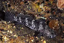 Image 62Rock goby (from Coastal fish)