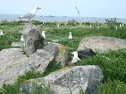 Breeding colony, Brittany, France