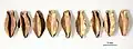 Gold beech-nut pendants found in tomb 3 of Dongtalede, the Xinjiang Altai region, Northwest China