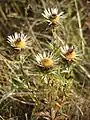 Carline thistle