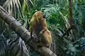 Golden lion tamarin (Leontopithecus rosalia)