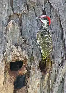 male C. a. anderssoni in Namibia