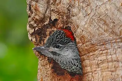 Juvenile peeking from nest cavity