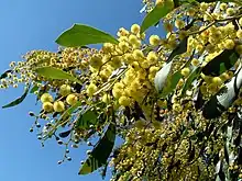 Image 44Golden Wattle, Australia's floral emblem and the source of Australia's national colors, green and gold (from Culture of Australia)