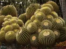 A group of mature Golden Barrels (Echinocactus grusonii) showing their distinctive clustering habit. The Golden Barrel collection at the Huntington may be the finest in the world.