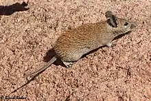 Golden Spiny Mouse from Eastern Saudi Arabia