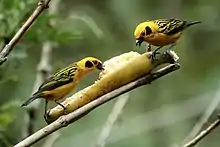 Two birds eating a banana.