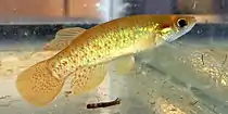 Golden topminnow (Fundulus chrysotus) Mississippi (August 2014).