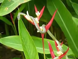 Image 4Golden tree snake climbing a flower (from Snake)