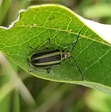 Goldenrod Leaf Beetle