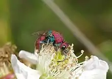 Chrysis cuprea