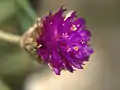 Closeup view of Gomphrena flower in Malaysia