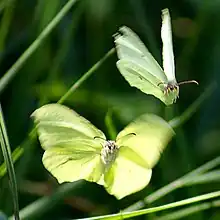 brimstone butterfly