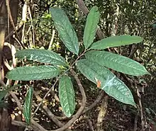 A close up picture of a stem with 8 leaves. There are trees in the background