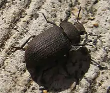 A Gonocephalum "Darkling beetle" viewed from above