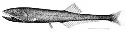 Image 40Many bristlemouth species, such as the "spark anglemouth" above, are also bathypelagic ambush predators that can swallow prey larger than themselves. They are among the most abundant of all vertebrate families. (from Pelagic fish)