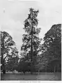 Plot elm, Westonbirt, misidentified by Henry as Goodyer's Elm, 1912