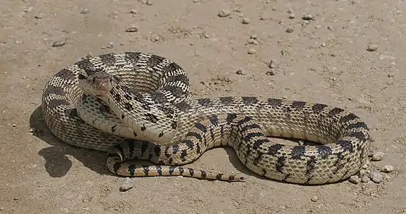 Great Basin gophersnake (Pituophis catenifer deserticola), Elko County, Nevada (May 25, 2006)