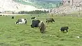 A herd of yaks on a plain in the park.