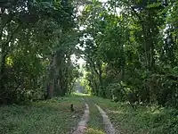 A road inside the park