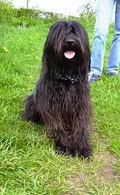 The Catalan Sheepdog