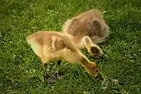 Goslings