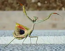 Image 1A praying mantis in deimatic or threat pose displays conspicuous patches of colour to startle potential predators. This is not warning coloration as the insect is palatable. (from Animal coloration)