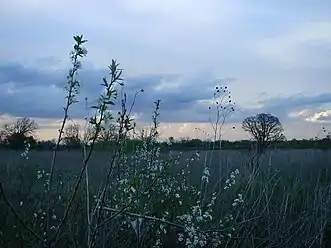 Early blooms on the prairie