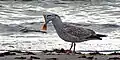 Herring gull eating a flatfish.