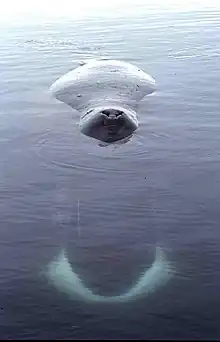 Bowhead whale sleeping