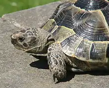 Greek tortoise