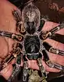 Young female G. pulchripes