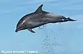 Bottlenose dolphin in Guadeloupe