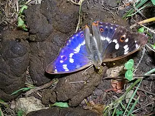 Blue lesser purple emperor (Apatura ilia f. ilia) on dung