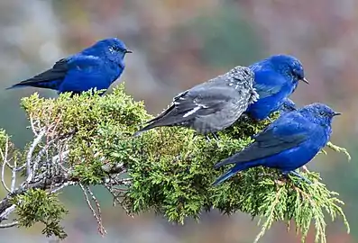 Three blue males and a grey female of Grandalas