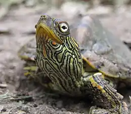 Texas map turtle (Graptemys versa) Kimble Co., Texas (7 October 2018)