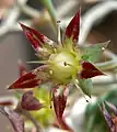 A flower of Graptopetalum macdougallii