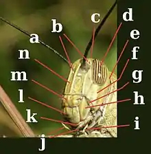 Image 27Head of Orthoptera, Acrididae. a:antenna; b:ocelli; c:vertex; d:compound eye; e:occiput; f:gena; g:pleurostoma; h:mandible; i:labial palp; j:maxillary palps; k:maxilla; l:labrum; m:clypeus; n:frons (from Insect morphology)