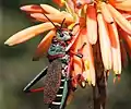 Eating Aloe flowers