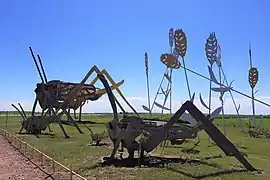 Grasshoppers in the Field