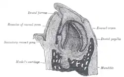 Vertical section of the mandible of an early human fetus. X 25.