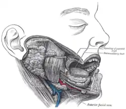 Dissection of a human cheek from Gray's Anatomy (1918)