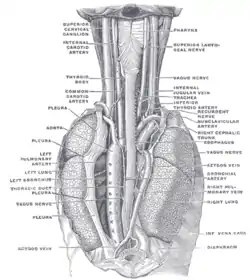 The position and relation of the esophagus in the cervical region and in the posterior mediastinum, seen from behind