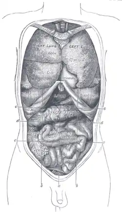 Front view of the thoracic and abdominal viscera.a. Median plane.b. Lateral planes.c. Trans tubercular plane.d. Subcostal plane.e. Transpyloric plane.